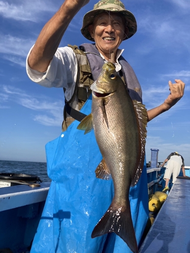 イサキの釣果