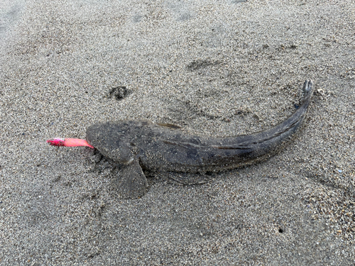 マゴチの釣果