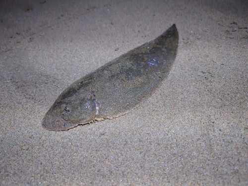 シタビラメの釣果