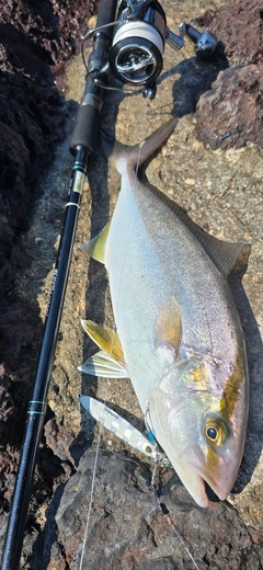 ショゴの釣果