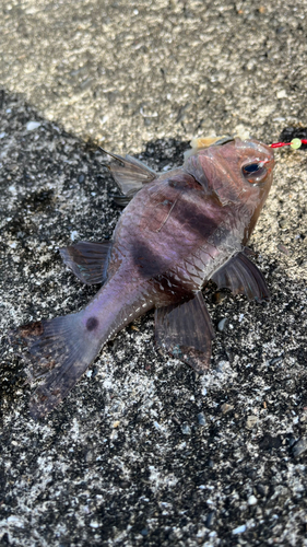 ヨコスジイシモチの釣果