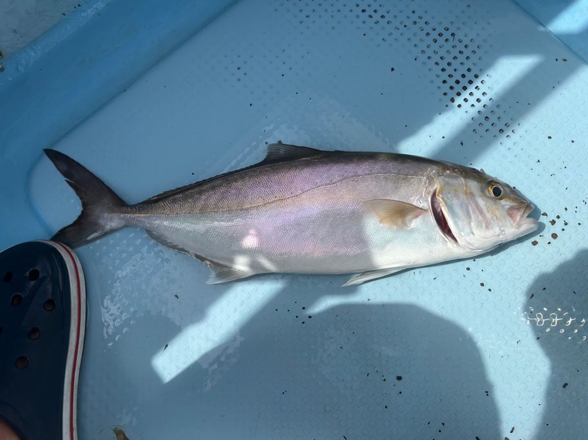 たけしハイさんの釣果 2枚目の画像