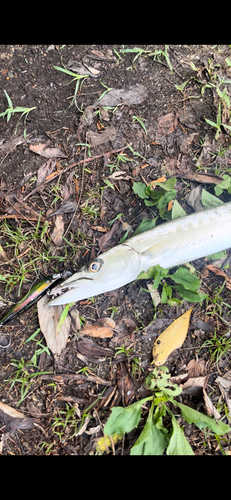 カマスの釣果