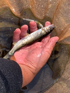 アユの釣果