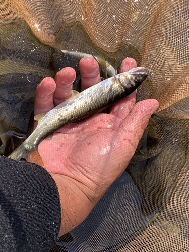 アユの釣果