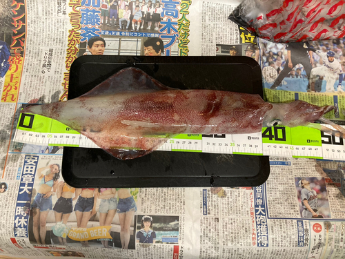 ケンサキイカの釣果