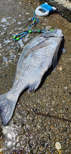 チヌの釣果