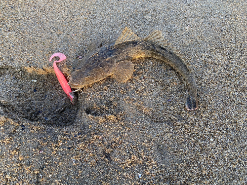 マゴチの釣果