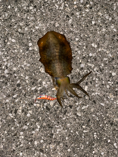 モイカの釣果