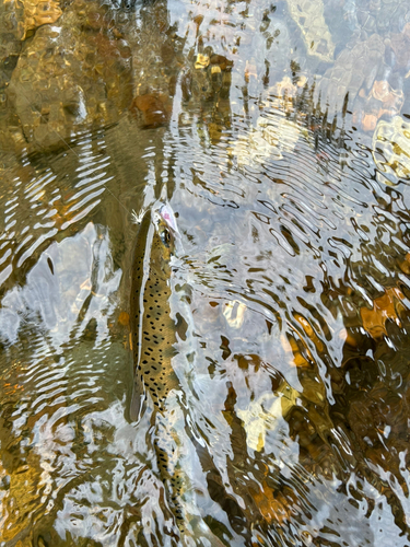 ヤマメの釣果