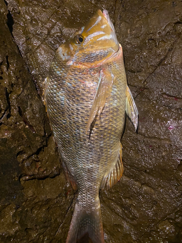 ハマフエフキダイの釣果