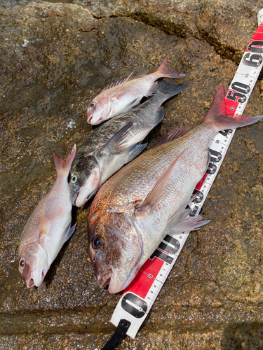 マダイの釣果