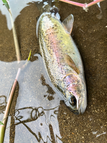 ニジマスの釣果