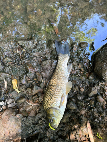 ギンブナの釣果