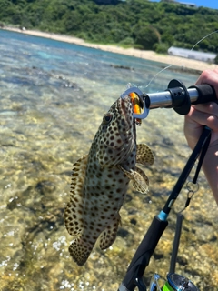 オオモンハタの釣果