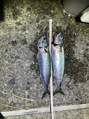 サバの釣果