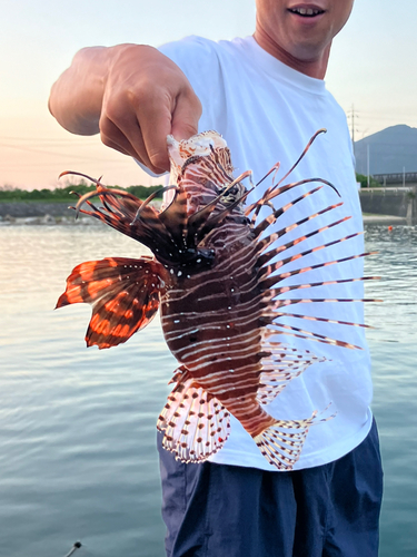 ミノカサゴの釣果