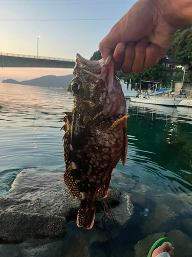 カサゴの釣果