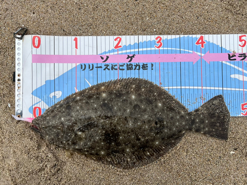 ヒラメの釣果