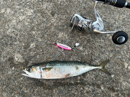 サバの釣果