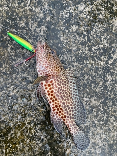 カンモンハタの釣果