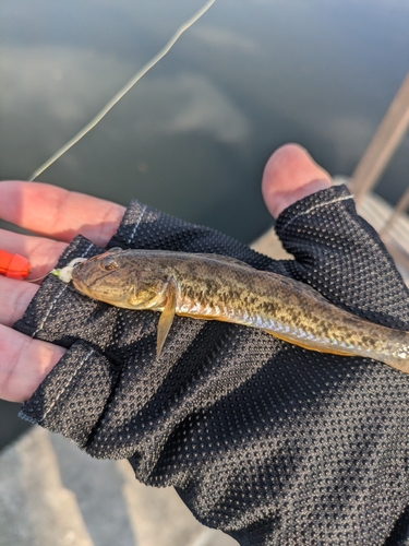 マハゼの釣果