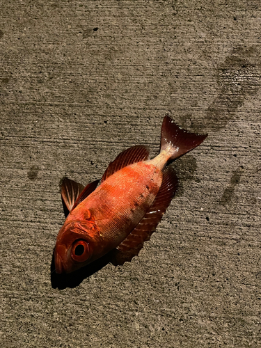 ホウセキキントキの釣果