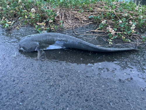 ナマズの釣果