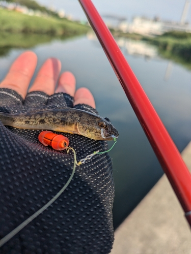 マハゼの釣果