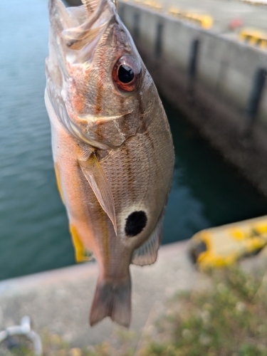 クロホシフエダイの釣果