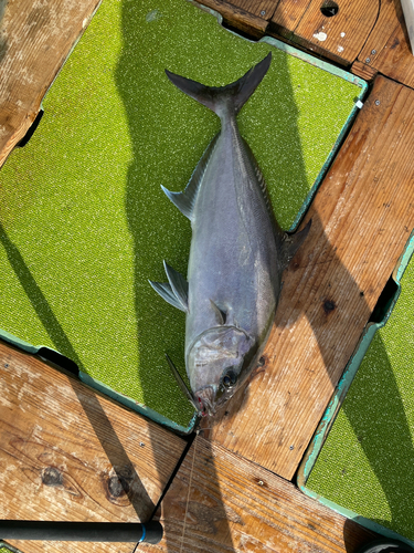 カンパチの釣果