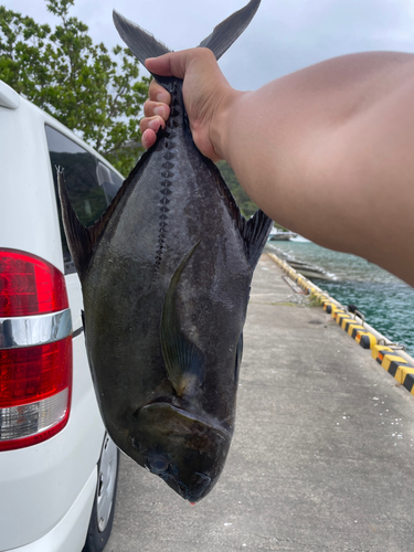 クロヒラアジの釣果