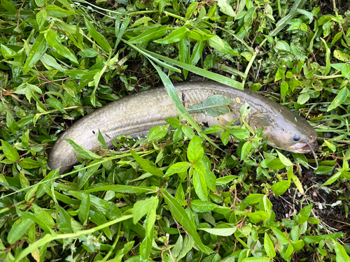 ナマズの釣果