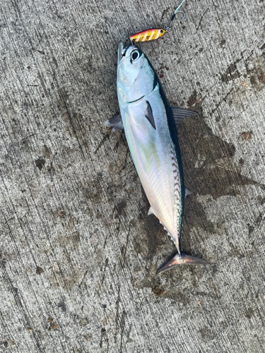 ソウダガツオの釣果