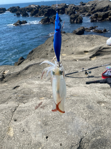 ケンサキイカの釣果