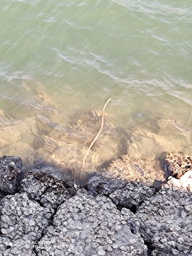 ウミヘビの釣果