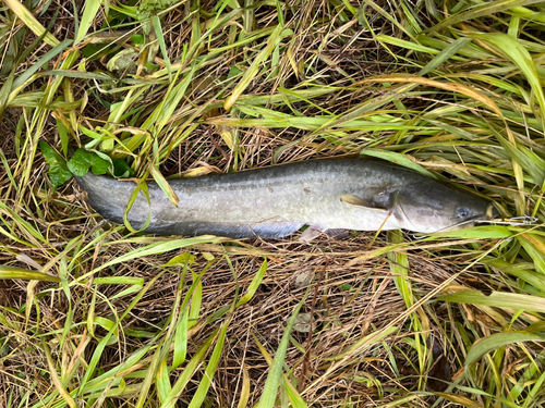 ナマズの釣果