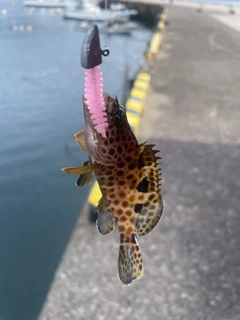 オオモンハタの釣果