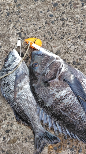 クロダイの釣果