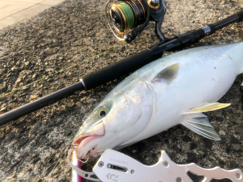 イナダの釣果