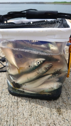 サバの釣果