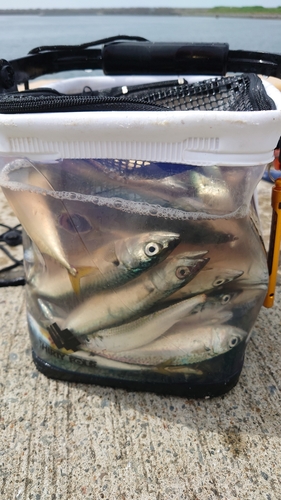 サバの釣果