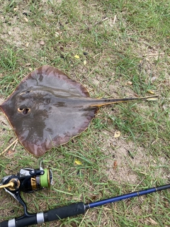 アカエイの釣果