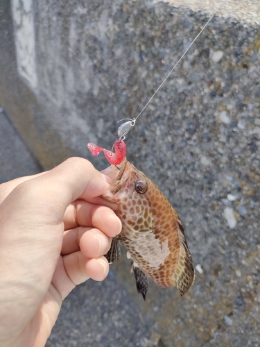 オオモンハタの釣果