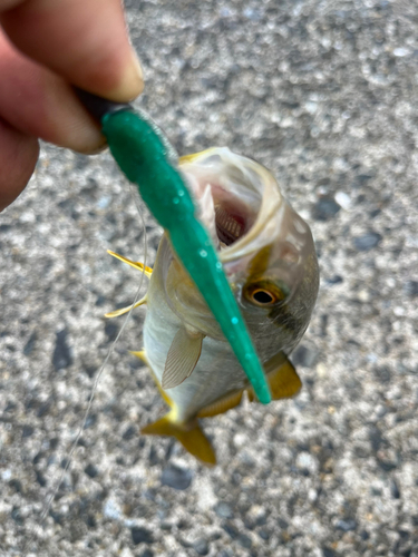 ショゴの釣果