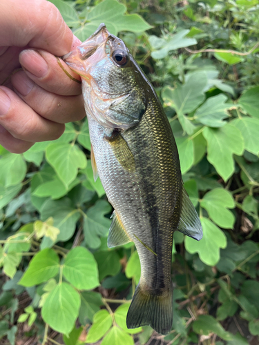 ブラックバスの釣果