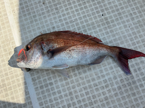 マダイの釣果