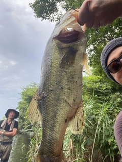 ブラックバスの釣果