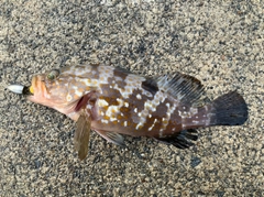 アコウの釣果