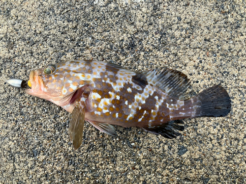 アコウの釣果